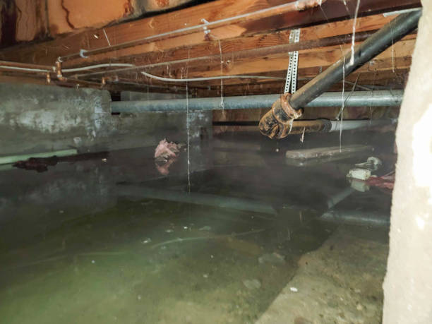 Best Flood damage cleanup  in East Cleveland, TN